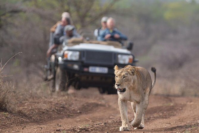 2 Day Zulu Safari Adventure from Durban - Manyoni Private Game Reserve: an afternoon drive with real momentum