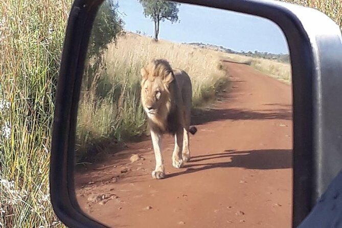 2-Days Pilanesberg best chance to view "Big 5" with private extended safari - Bakubung Bush Lodge vs. Kwa Maritane: Why the Lodge Choice Matters