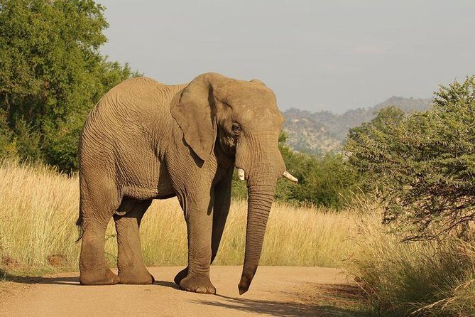 2-Days Pilanesberg best chance to view "Big 5" with private extended safari - Wildlife Reality Check: Big Five Chances Without the Guarantee
