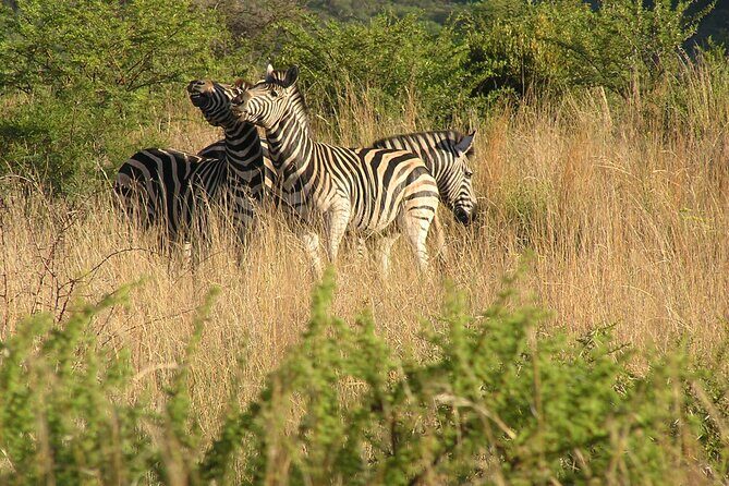 2-Days Pilanesberg best chance to view "Big 5" with private extended safari - Day 1 at Pilanesberg: The Private 5-Hour Safari That Changes Everything