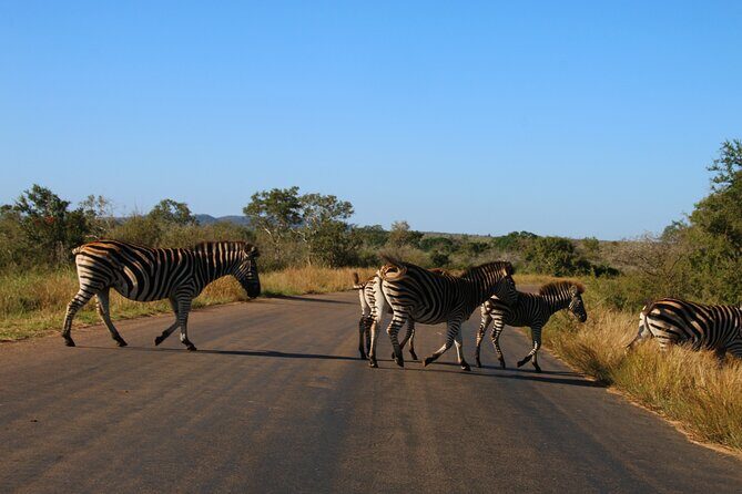 2 Days Pilanesberg National Park Luxury Safari - Pilanesberg from Johannesburg: comfort first, then safari mode