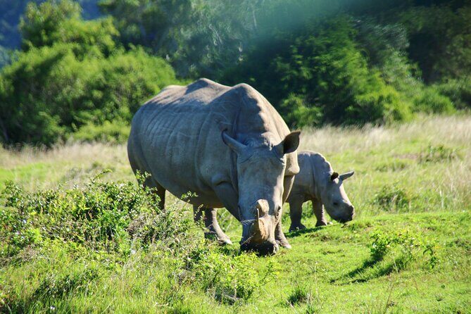 2 Days Pilanesberg National Park Luxury Safari - Day 2 starts early: why the morning drive changes everything