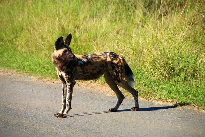 2 Days Pilanesberg National Park Luxury Safari - What’s included (and what that means for your budget)