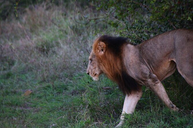 2 Days Pilanesberg National Park Luxury Safari - Open safari vehicle time: the best part, with a few real-world expectations