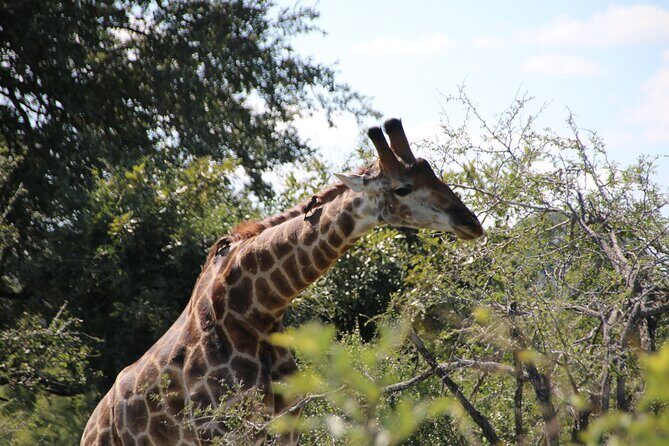 2 Days Pilanesberg National Park Luxury Safari - Your lodge night: a breather between two wildlife sessions