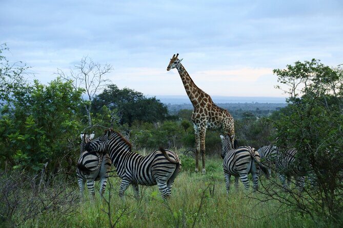 2 Days Pilanesberg National Park Luxury Safari - Price and logistics: is $509.80 good value?