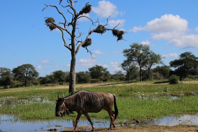 2 Days Pilanesberg National Park Luxury Safari - Who this safari suits best (and who might want something else)