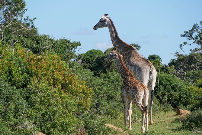 2 Days Pilanesberg National Park Luxury Safari - Day 1: that late-afternoon sunset drive is the perfect warm-up