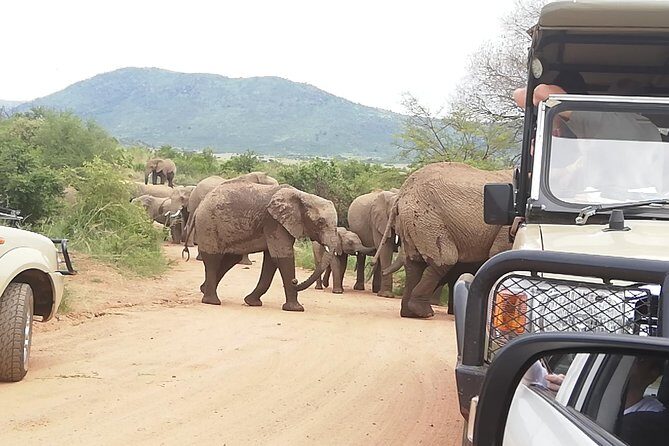 2 Days Pilanesberg Safari 4 star lodge - Your Private Setup: Pickup, Mobile Ticket, and Pace