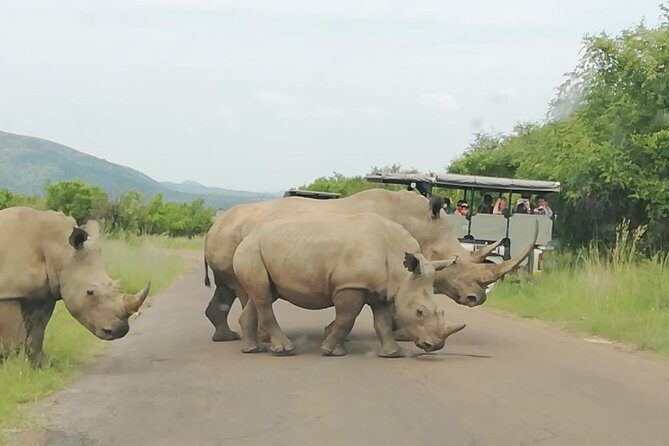 2 Days Pilanesberg Safari 4 star lodge - Day 2: The 6:00 AM Morning Drive and the Optional Extra Push