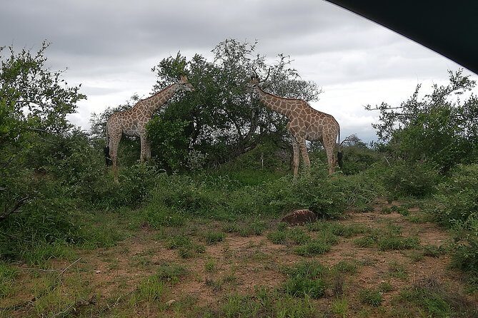 2 Days Pilanesberg Safari 4 star lodge - The Guide Factor: When You Hit the Right Person (MK’s Example)