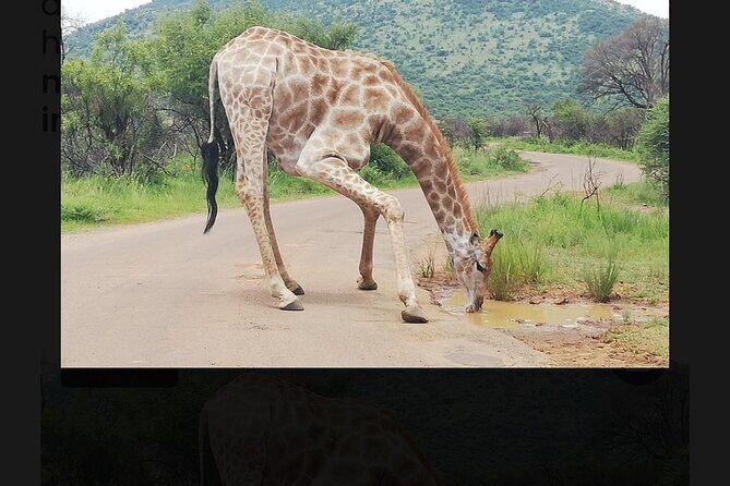 2 Days Pilanesberg Safari 4 star lodge - What You’ll See: The Species Range in a Short Safari