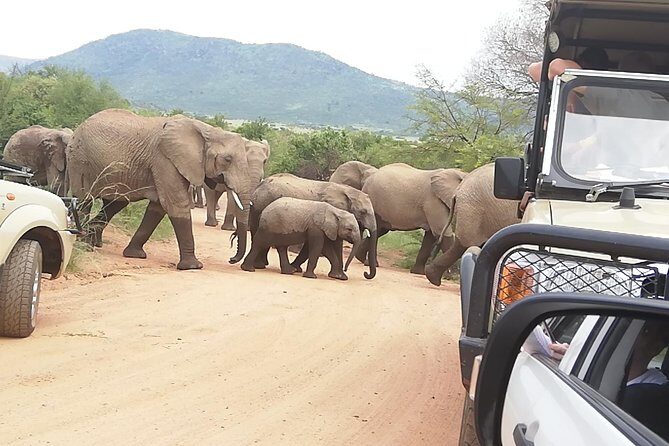 2 Days Pilanesberg Safari 4 star lodge - Who Should Book This Safari (And Who Might Prefer More Time)?