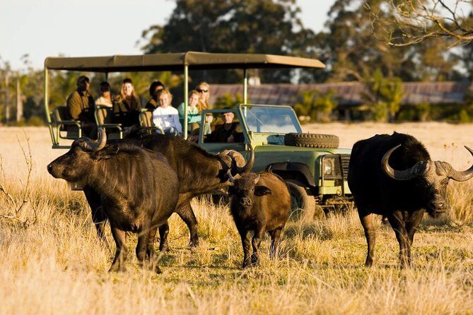 2-Hour Game Drive at the Plettenberg Bay Game Reserve - Key takeaways before you book your Plett Game Reserve drive