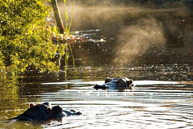 2-Hour Game Drive at the Plettenberg Bay Game Reserve - Two hours on the Garden Route: what this Plettenberg Bay drive delivers
