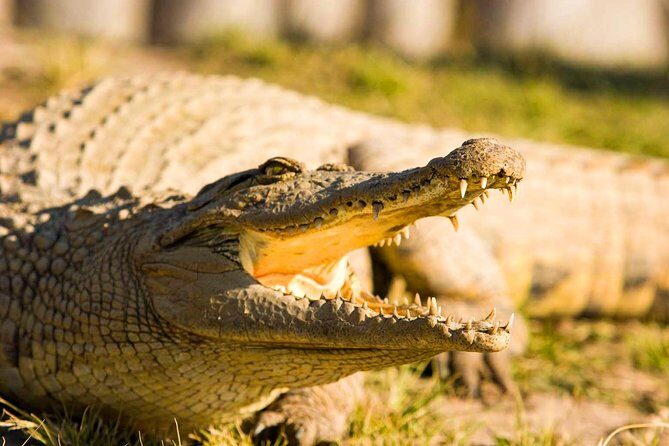 2-Hour Game Drive at the Plettenberg Bay Game Reserve - The Big Five at Plett Game Reserve: what the reserve is really aiming for
