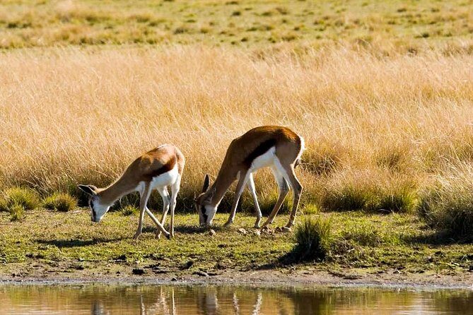2-Hour Game Drive at the Plettenberg Bay Game Reserve - What else you’re likely to see besides the Big Five