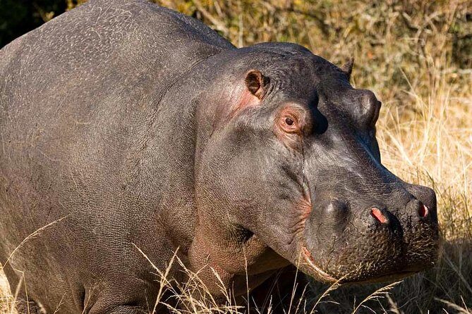 2-Hour Game Drive at the Plettenberg Bay Game Reserve - Rangers and the day’s vibe: when the guide is strong, it changes everything