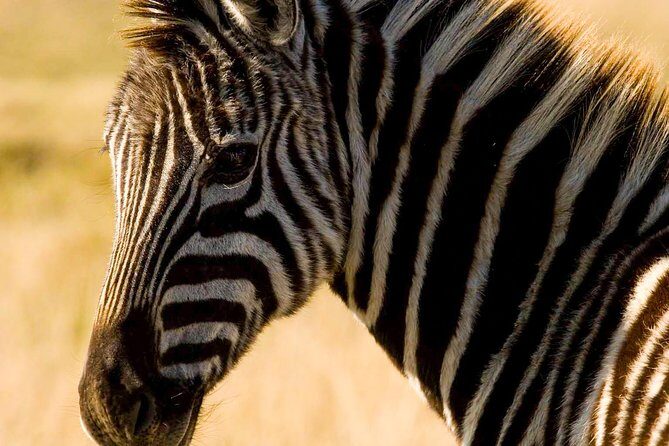 2-Hour Game Drive at the Plettenberg Bay Game Reserve - Comfort, logistics, and smart packing for your Plett drive