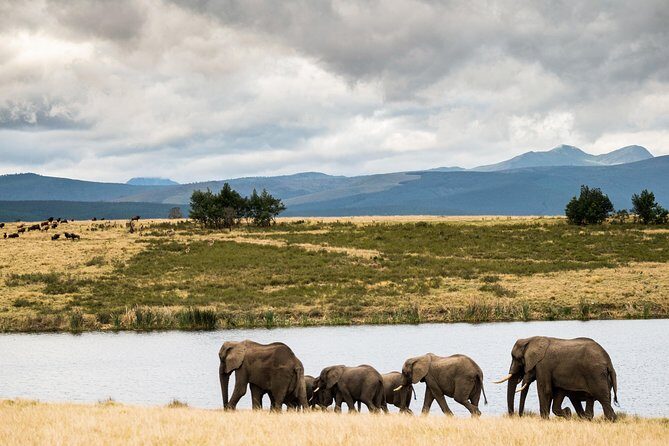 2-Hour Game Drive at the Plettenberg Bay Game Reserve - Price and value: is $57.24 a good deal for a Garden Route safari?