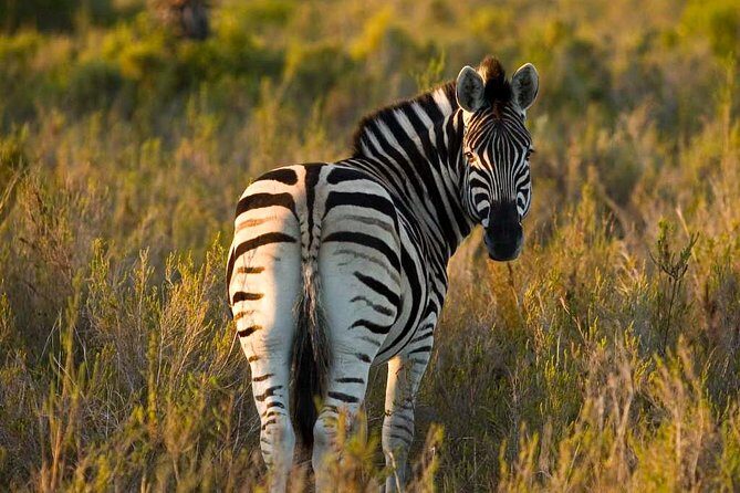 2-Hour Game Drive at the Plettenberg Bay Game Reserve - Inside the 2-hour safari: how the drive uses time and daylight