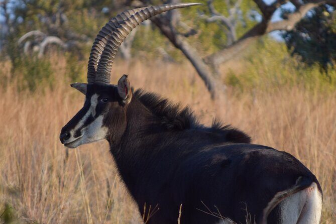 2-Hour Horseback Safari in Hartbeespoort - The 1-hour pause: stretching, snacks, and not forgetting water