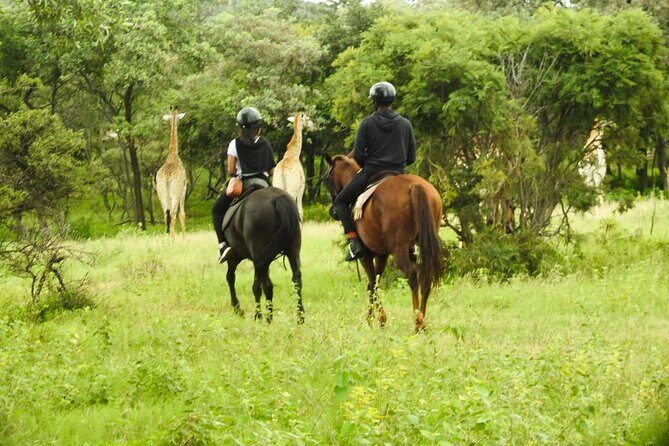2-Hour Horseback Safari in Hartbeespoort - Who this tour fits best