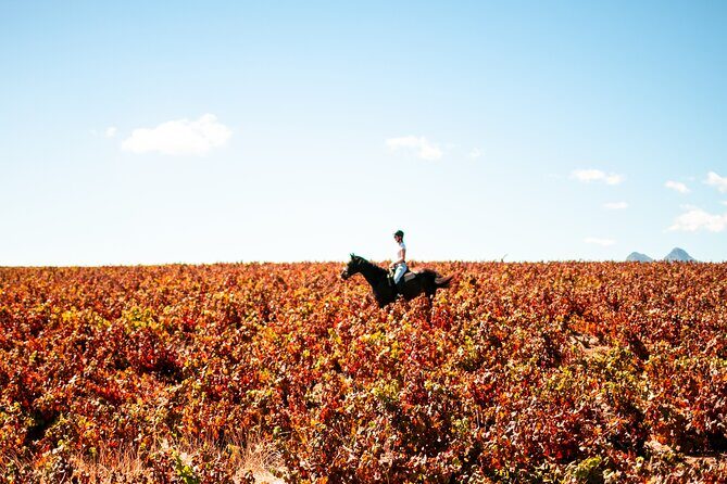 2 Hour Vineyard Trail Ride - Stop 1: Vredenheim Big Cats Park and the quick reality check