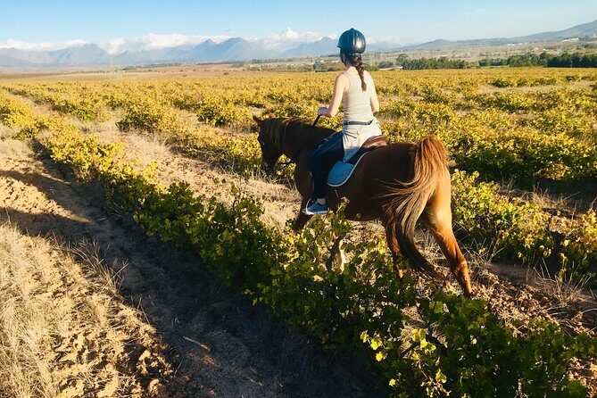 2 Hour Vineyard Trail Ride - Group size and tailoring: why max 6 matters