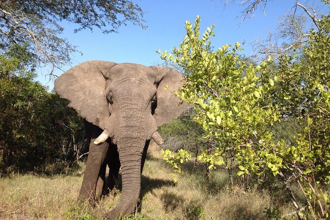 2 Night Elephant Tour from Nelspruit - Entering the Kruger routine: the 5am rides and 3-hour search
