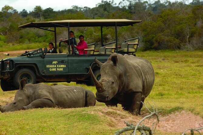 2hr Guided Game Drive at 10h00; Kragga Kamma Game Park Ticket - How the 10:00am Kragga Kamma game drive runs (and what you’re paying for)