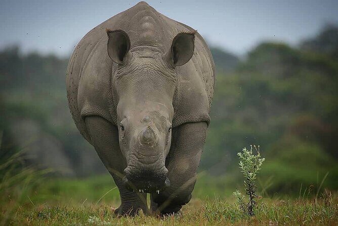 2hr Guided Game Drive at 10h00; Kragga Kamma Game Park Ticket - Port Elizabeth logistics: getting to Kragga Kamma without rideshare headaches
