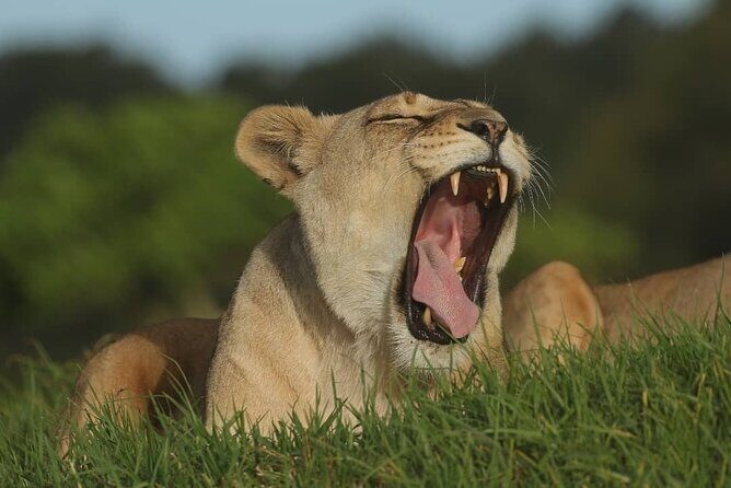 2hr Guided Game Drive at 10h00; Kragga Kamma Game Park Ticket - Who should book this game drive (and who might want a bigger reserve)