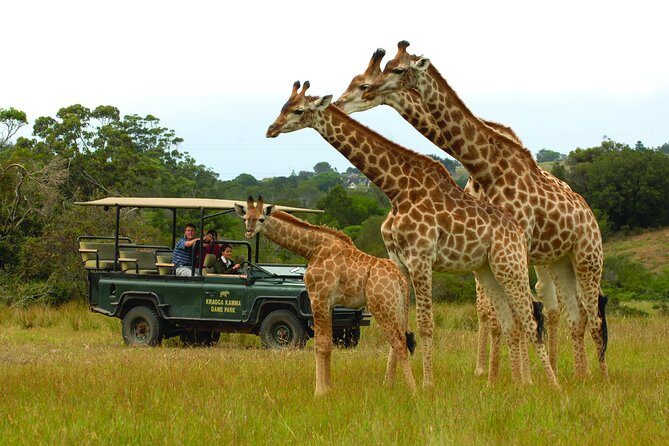 2hr Guided Game Drive at 10h00; Kragga Kamma Game Park Ticket - What you’ll see on the two-hour loop: rhino, buffalo, zebra, giraffe, and more