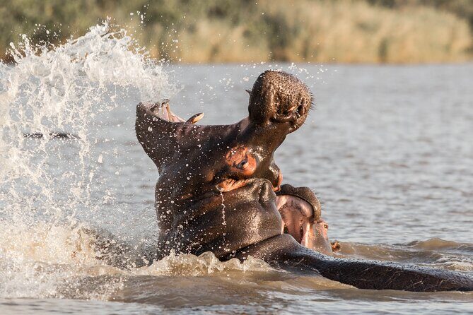3 Day 2 Night Hluhluwe, St Lucia, Isimangaliso Tour - Sunset Game Drive in iSimangaliso: Eastern Shores at a slower pace