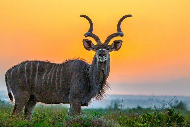 3 Day 2 Night Hluhluwe, St Lucia, Isimangaliso Tour - Meals, what’s included, and why it affects your day