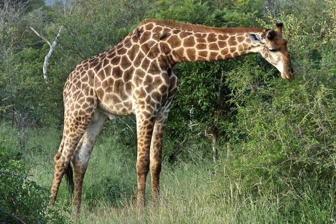 3 Day All Incl. Private Kruger Park Safari Incl. Transfer From Johannesburg - From Johannesburg to Kruger: private transfer that keeps it simple