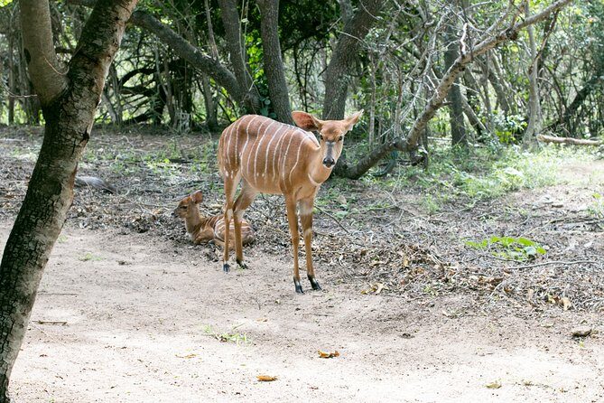 3 Day Budget Tent Kruger National Park Safari - Marc’s Treehouse morning walk and the Blyde Canyon finale