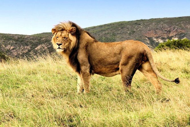 3 Day Garden Route Highlights and Safari with Private Transfers - Oudtshoorn and Cango Caves: an easy win for first-time cave lovers