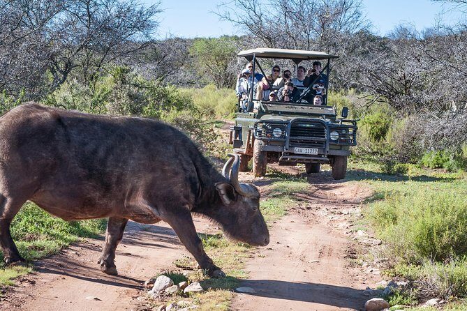 3 Day Garden Route Highlights and Safari with Private Transfers - Day three safari at Botlierskop: Big Five odds with real game-drive time