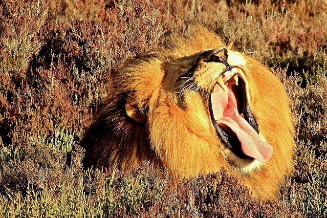 3 Day Garden Route Highlights and Safari with Private Transfers - Price and value: what $1,096.65 per person buys you