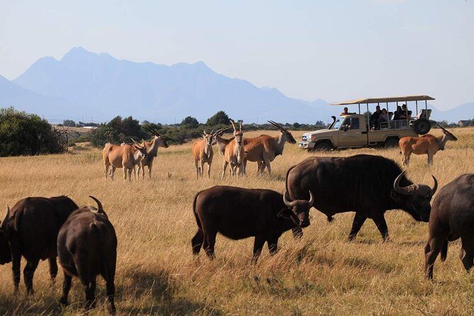 3 Day Garden Route Highlights and Safari with Private Transfers - Day two: elephant care at Buffelsdrift (optional) and the Bloukrans adrenaline fork