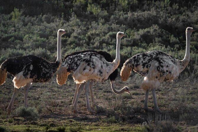 3 Day Garden Route Private Tour - Day 2: Cango Caves plus braai-style Karoo food, then craft-and-elephant time near Knysna