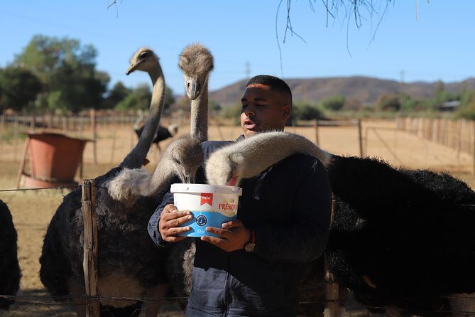 3 Day Garden Route Tour - Day 3 at Garden Route Game Lodge: a 3-hour game drive and the return to Cape Town
