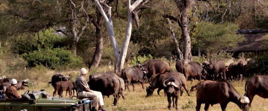 3 Day Hluhluwe & Isimangaliso Wetlands Pk Tour from Durban - St Lucia Estuary Hippo & Croc Cruise: The Wetlands Side of Wildlife