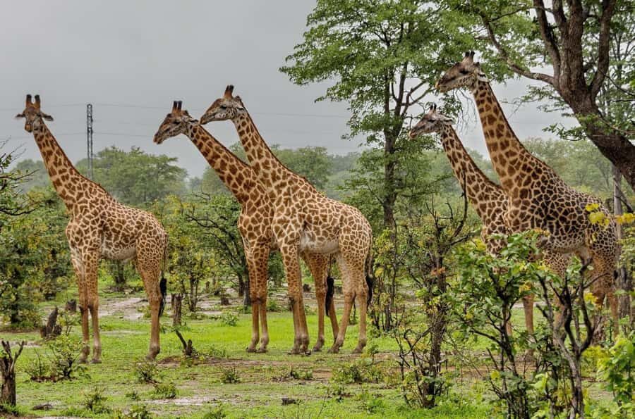 3 Day Hluhluwe & Isimangaliso Wetlands Pk Tour from Durban - Hluhluwe Imfolozi Game Reserve: Big Five Safari With White Rhino Conservation