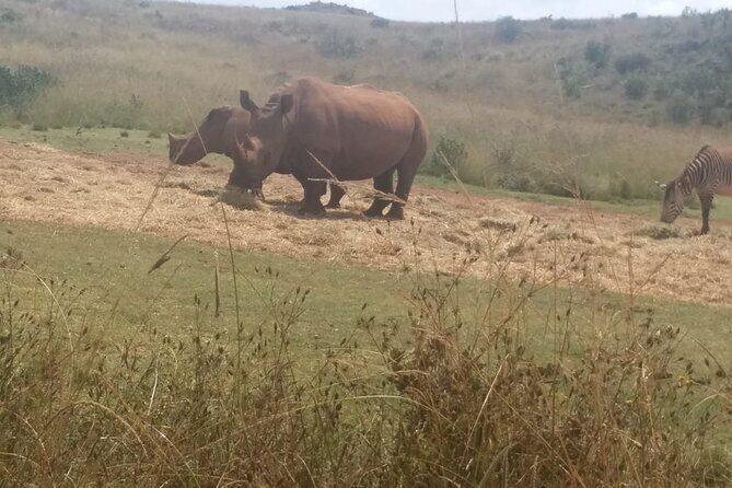 3-Day Johannesburg Tour with Pilanesberg National Park Safari - Constitution Hill and the city core: where the story starts