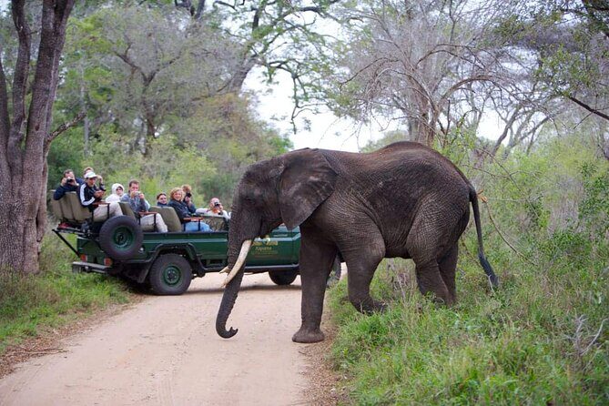 3 Day Kapama Southern Camp Safari - Day 3: a final morning drive and smooth return to Johannesburg