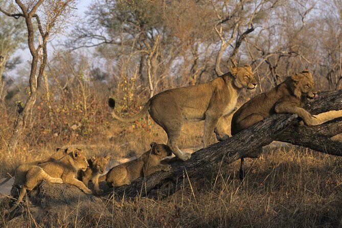 3 Day Kruger National Park and Crocodile River Safari - Key highlights worth knowing
