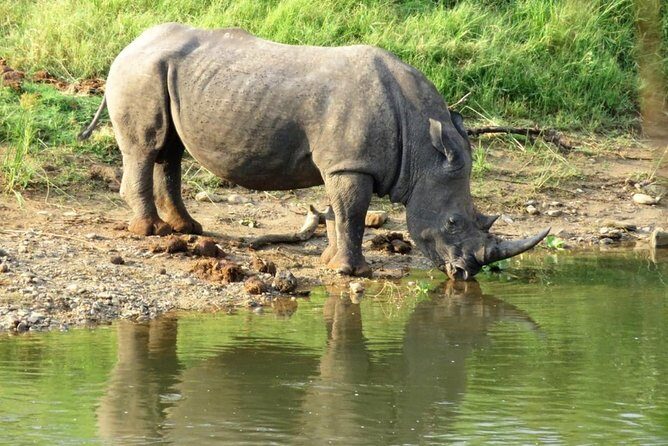3 Day Kruger National Park and Crocodile River Safari - Day 3 Final Dawn Safari Drive or a Real On-Foot Moment